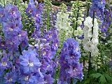 Delphiniums 2